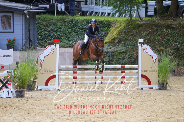 DKP40497 | Turniersportfotografie; Pferdefotografie; Dressurfotografie