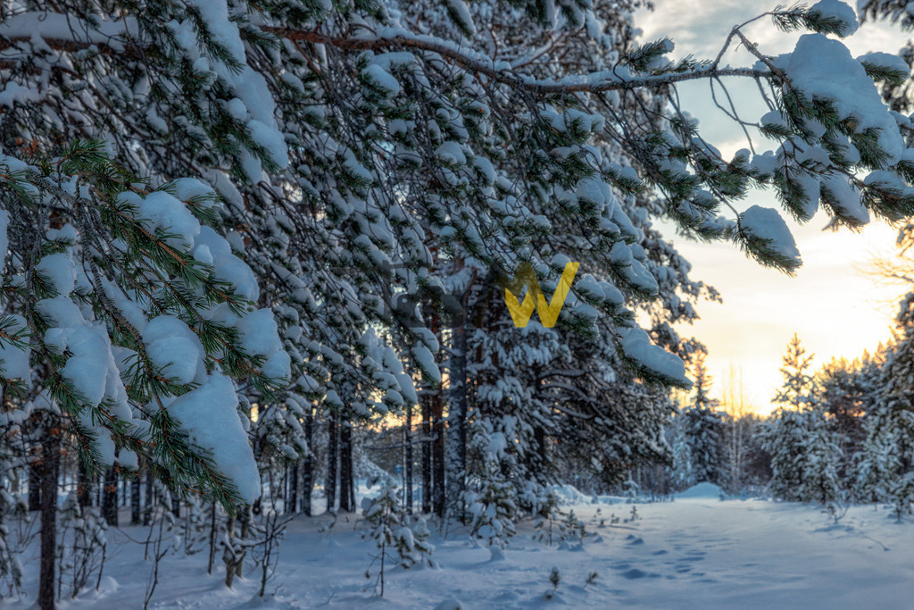Winterlich verschneite Tannen in schwedisch Lappland-Frost | Herrlich verschneite Tannen bei frostigen Temperaturen in Lappland in Schweden.  - Realisiert mit Pictrs.com