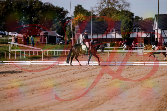 2026_10_03_Siefer-Hof_113445_Z81_79600102 | Professionelle Reitsport-, Turnier- und Eventfotografie von Robert Broda. Galerien mit ausgewählten und bearbeiteten Bildern direkt online ansehen und bestellen.
