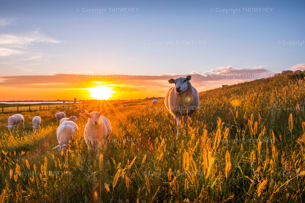 _2930692 | thowehey - Realisiert mit Pictrs.com