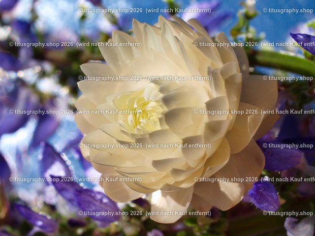 titusgraphy_P6167100-vz-ln | titusgraphy-shop: Geschenkideen mit Qualitätsfotos. titusgraphy-shop: gift ideas with quality photos. titusgraphy-shop: idées cadeaux avec photos de qualité.  - Realisiert mit Pictrs.com