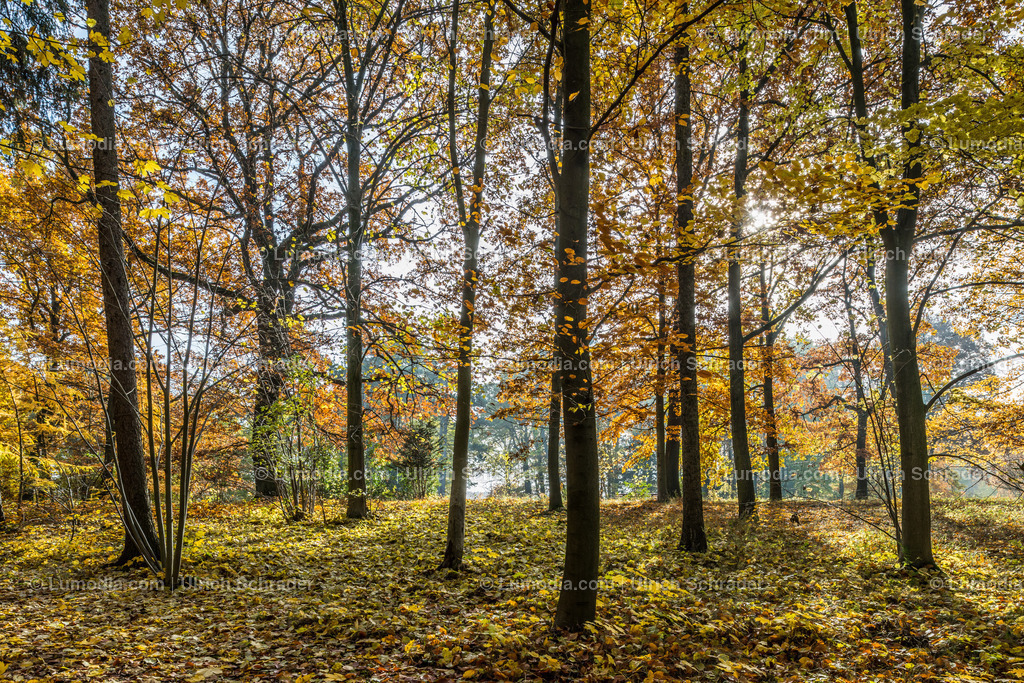10049-4582 - Landschaftspark Degenershausen | Stockfoto und Bilderpool mit Bildmaterial aus Deutschland, dem Harz, Halberstadt, Quedlinburg, Wernigerode und weltweit. Qualitativ hochwertige und professionelle Fotos anschauen und kaufen. - Realisiert mit Pictrs.com