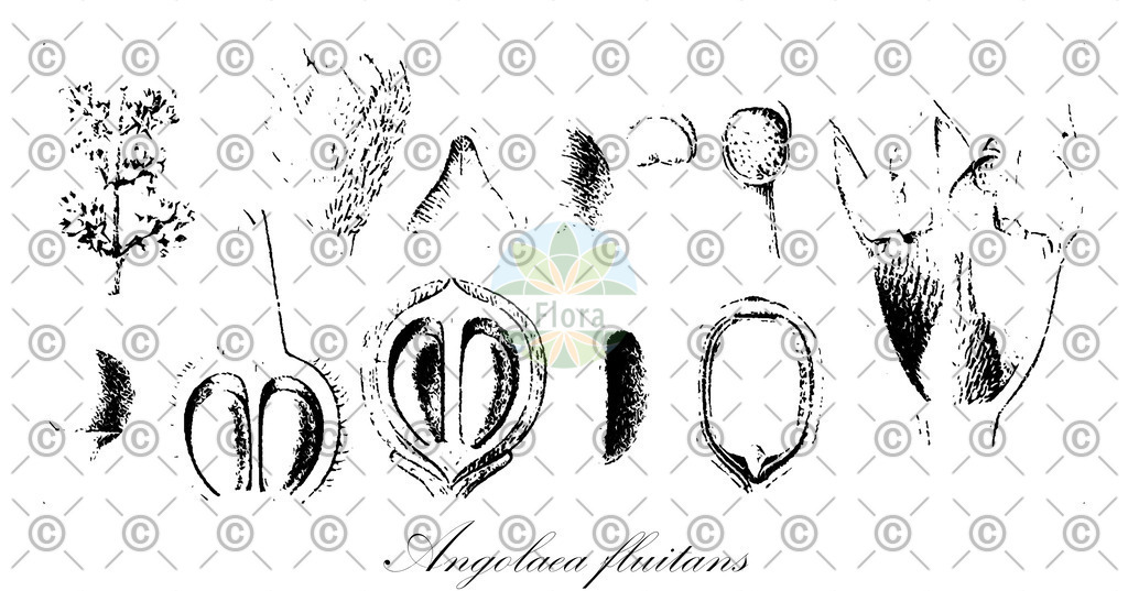 HistAbb_wfo-0000536542_48_ENZY_Simple | Historische Abbildung von Angolaea fluitans - Podostemaceae | Historical Illustration of Angolaea fluitans - Podostemaceae