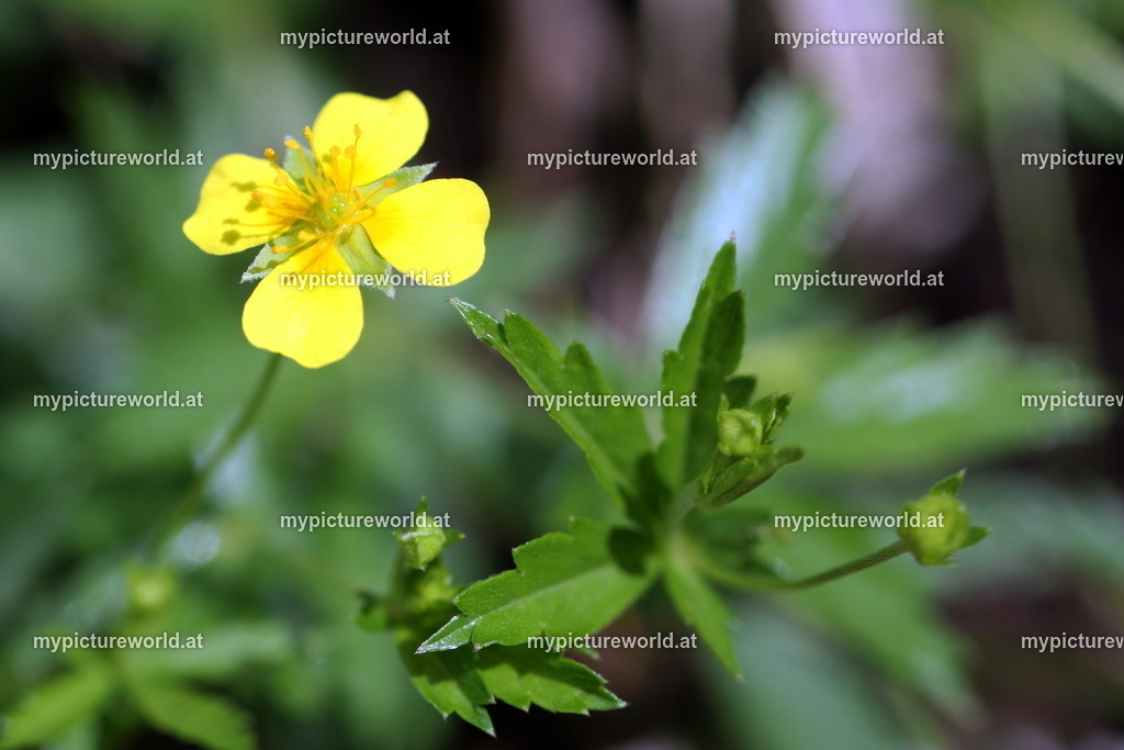 Blutwurz-003 | Das Bilderarchiv über Tiere, Planzen und Landschaften. In der Bilddatenbank finden Sie ein große Auswahl an hochwertigen Bilder für Ihre Werbung - Realisiert mit Pictrs.com