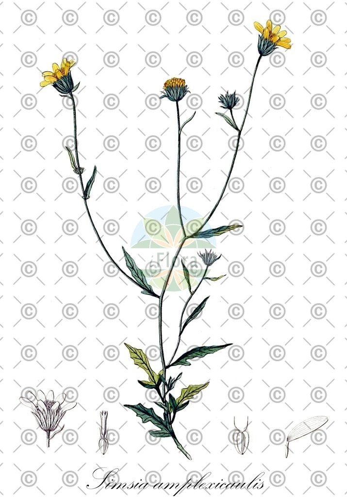 HistAbb_wfo-0001217178_1_ENZY_Simple | Historische Abbildung von Simsia amplexicaulis - Asteraceae | Historical Illustration of Simsia amplexicaulis - Asteraceae