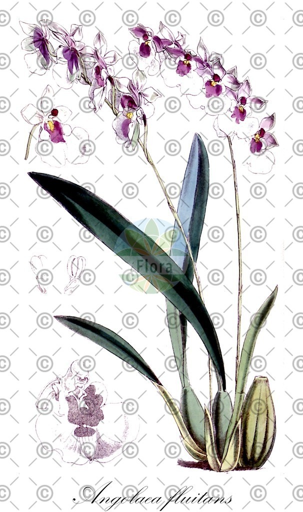 HistAbb_wfo-0000536542_82_ENZY_Simple | Historische Abbildung von Angolaea fluitans - Podostemaceae | Historical Illustration of Angolaea fluitans - Podostemaceae