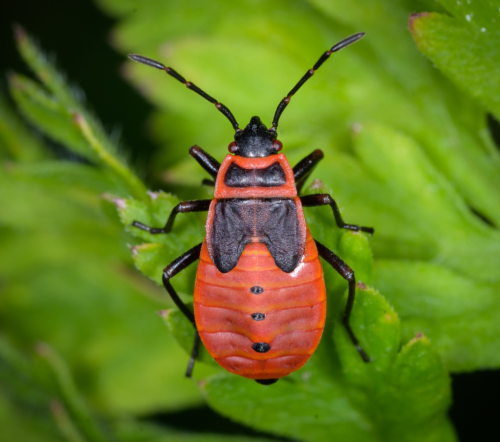 2023-209 | Nymphe einer Gemeinen Feuerwanze (Pyrrhocoris apterus). Als Nymphen werden Jungtiere von Gliederfüßern bezeichnet, die, anders als die Larven, äußerlich dem erwachsenen Stadium bereits sehr ähneln. - Realisiert mit Pictrs.com