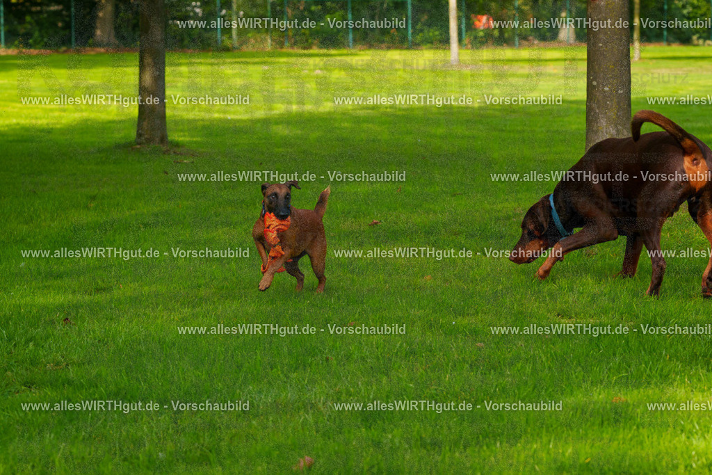 Hundeschwimmen_Grefrath_2026-allesWIRTHgut_Tierfotografie-09_53-FAY07824 | Professionelle Tierfotografie in Mönchengladbach von Daniel Wirth (allesWIRTHgut). Liebevolle & natürliche Bilder von Hunden & Katzen für unvergessliche Erinnerungen.