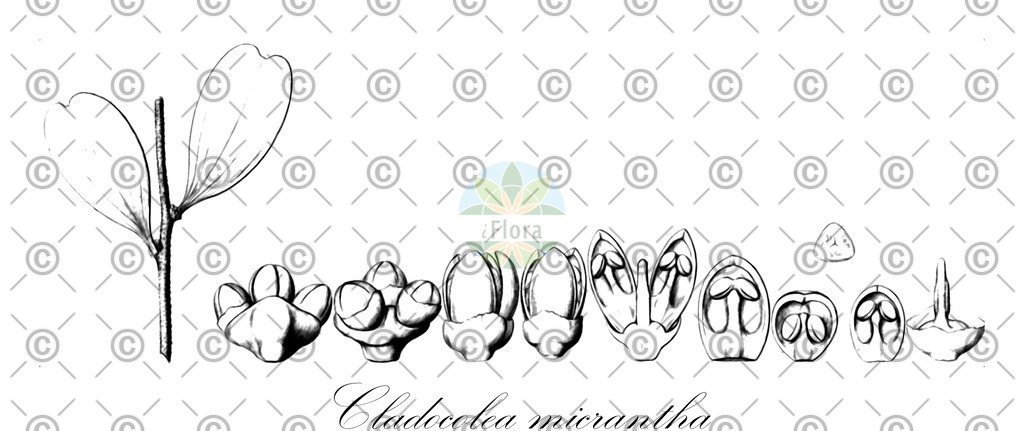 HistAbb_wfo-0000608387_1_ENZY_Simple | Historische Abbildung von Cladocolea micrantha - Loranthaceae | Historical Illustration of Cladocolea micrantha - Loranthaceae