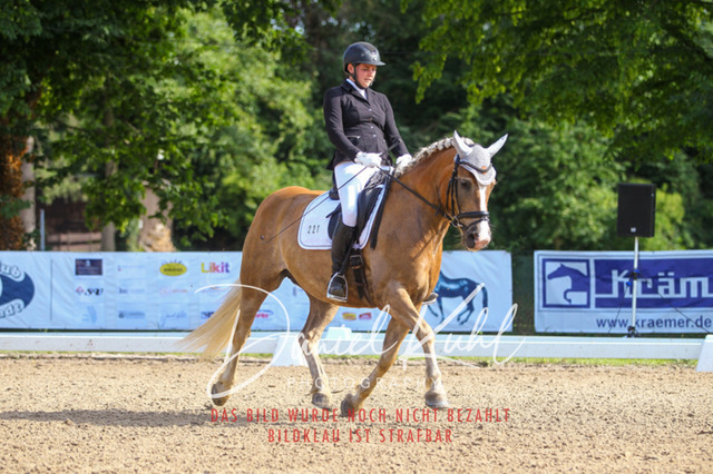 DKP42982 | Turniersportfotografie; Pferdefotografie; Dressurfotografie