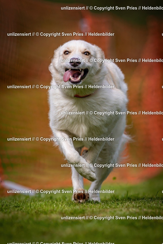 Sven Pries | 2024-09-22 - Hunderennen Baden-BadenPudelverein - Realisiert mit Pictrs.com