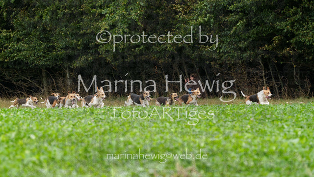 Jagd Perdoel_MarinaHewigMCH03961 | Fotografie, FotoArt, PferdesportArt, Pferdesportfotografie, Landschaftsfotografie, Reisefotografie, Reise, Pferde - Realisiert mit Pictrs.com