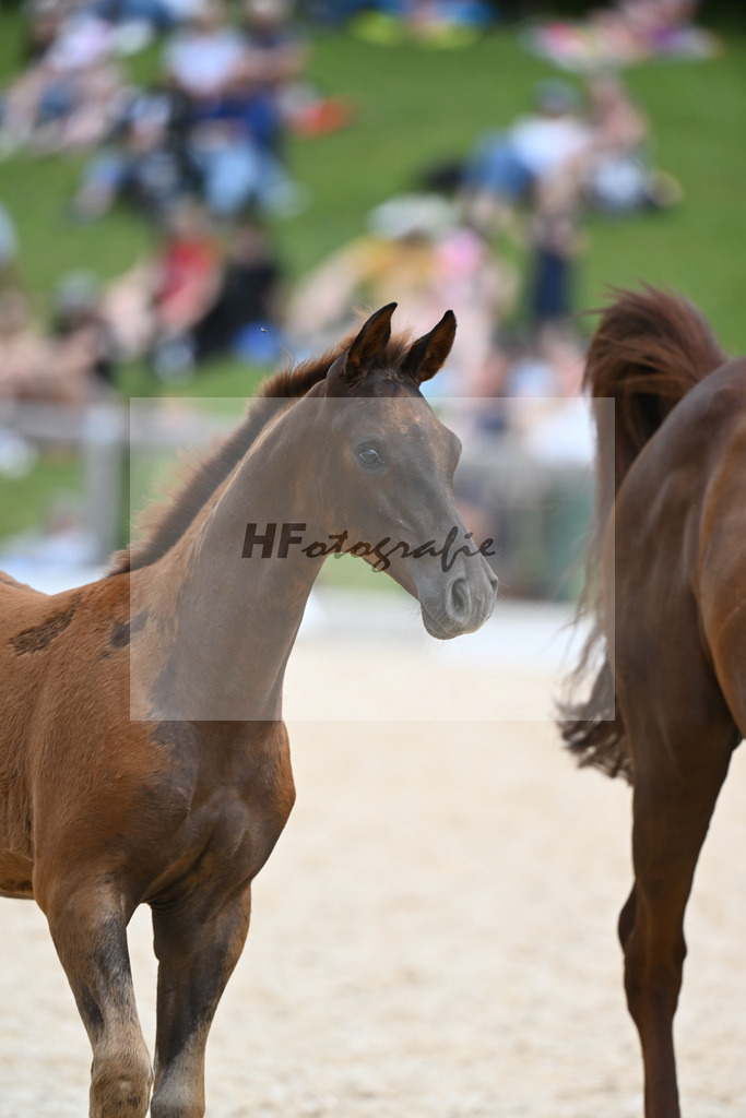 Stuten mit Fohlen_36240480 | hf-fotografie - Realisiert mit Pictrs.com