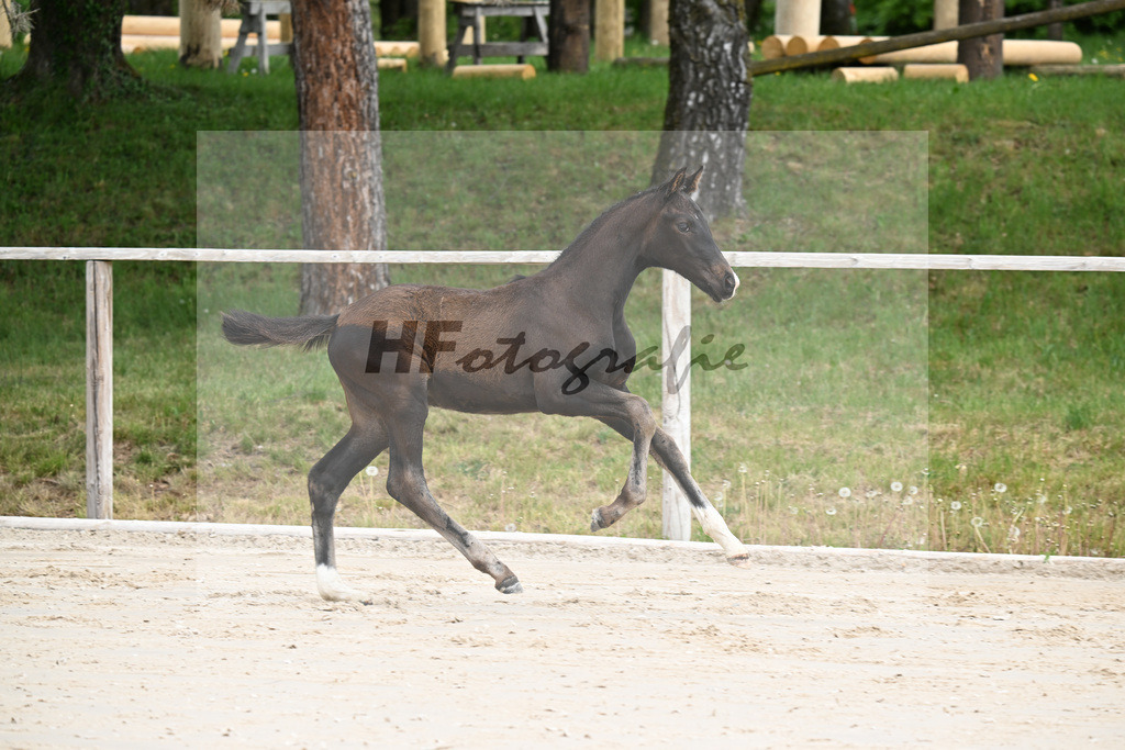 Kat-Nr. 1 HF Secret x San Muscadet_Holmer-Rattenhuber_24260041 | hf-fotografie - Realizzato con Pictrs.com