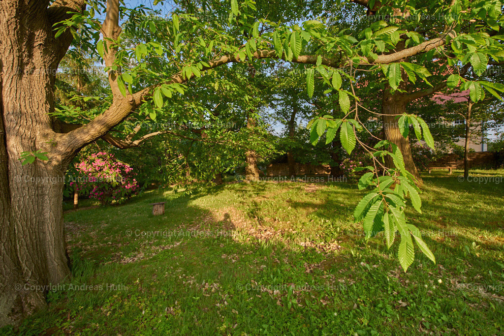 Einer der nördlichsten Edelkastanienhaine Europas (16. JH.) neben der Kirche Miltitz  02 | Bedeutsame Landschaften Deutschlands - Realisiert mit Pictrs.com