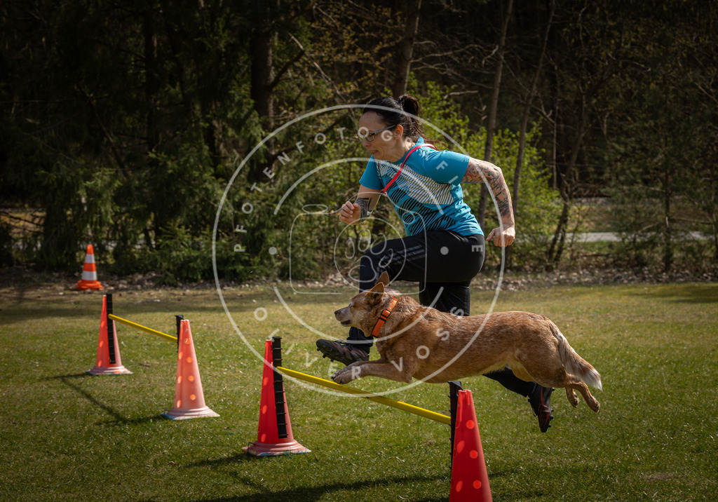 Pfotenfotografie_DV3A3945 | Hundefotografie, Tierfotograf, Pfotenfotografie, Fotoshooting Hund, Hunde Portrait, Hundesport, Hundeportraits, Heideshooting, Hunde, Sportfotograf, Hundefotograf, Turnierhundsport, THS,  - Realisiert mit Pictrs.com