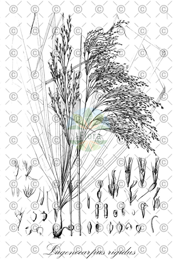 HistAbb_wfo-0000366809_1_ENZY_Simple | Historische Abbildung von Lagenocarpus rigidus - Cyperaceae | Historical Illustration of Lagenocarpus rigidus - Cyperaceae