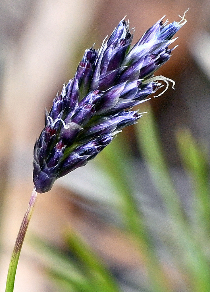 Blaugras | lucisnaturbilder - Realisiert mit Pictrs.com