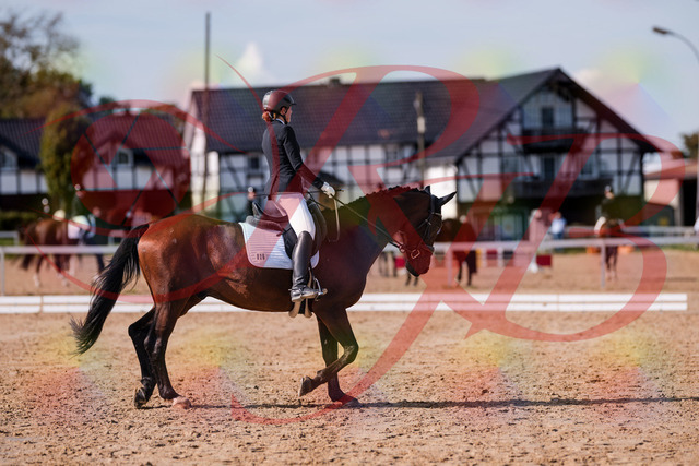2026_10_03_Siefer-Hof_130221_Z81_56277768 | Professionelle Reitsport-, Turnier- und Eventfotografie von Robert Broda. Galerien mit ausgewählten und bearbeiteten Bildern direkt online ansehen und bestellen.