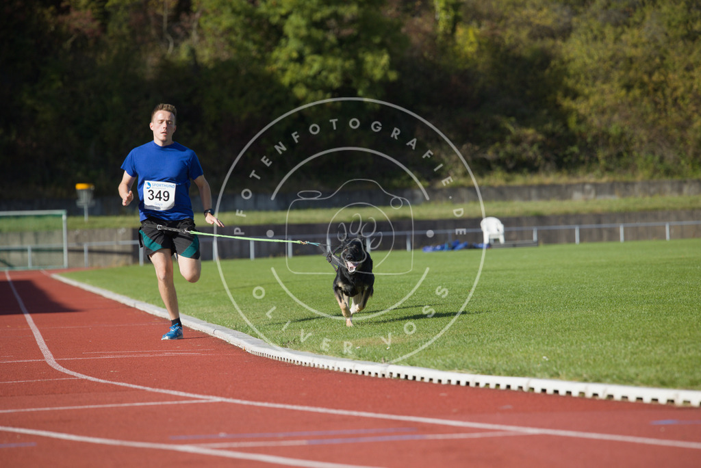 0L8A9486 | Hundefotografie, Tierfotograf, Pfotenfotografie, Fotoshooting Hund, Hunde Portrait, Hundesport, Hundeportraits, Heideshooting, Hunde, Sportfotograf, Hundefotograf, Turnierhundsport, THS,  - Realisiert mit Pictrs.com