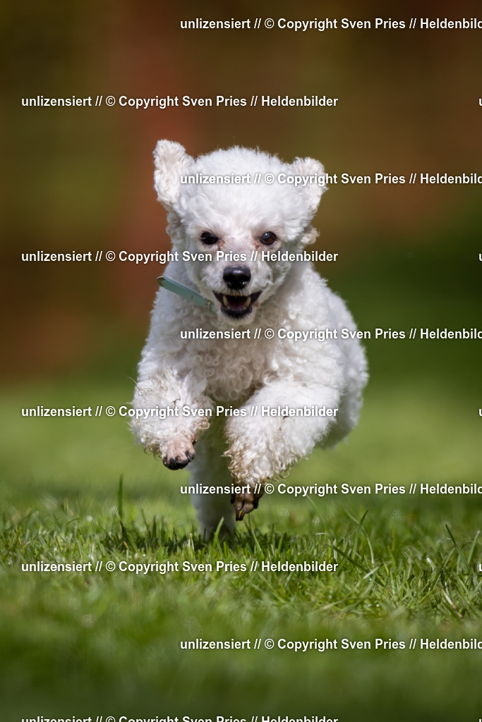 Sven Pries | 2024-04-21 - Hunderennen Baden-Oos
Foto: Sven Pries - Realisiert mit Pictrs.com