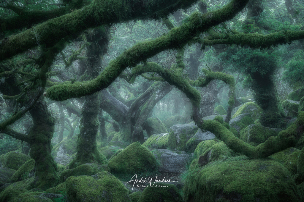 Düsterwald | Andre Wandrei - Nature Artworx - Realisiert mit Pictrs.com