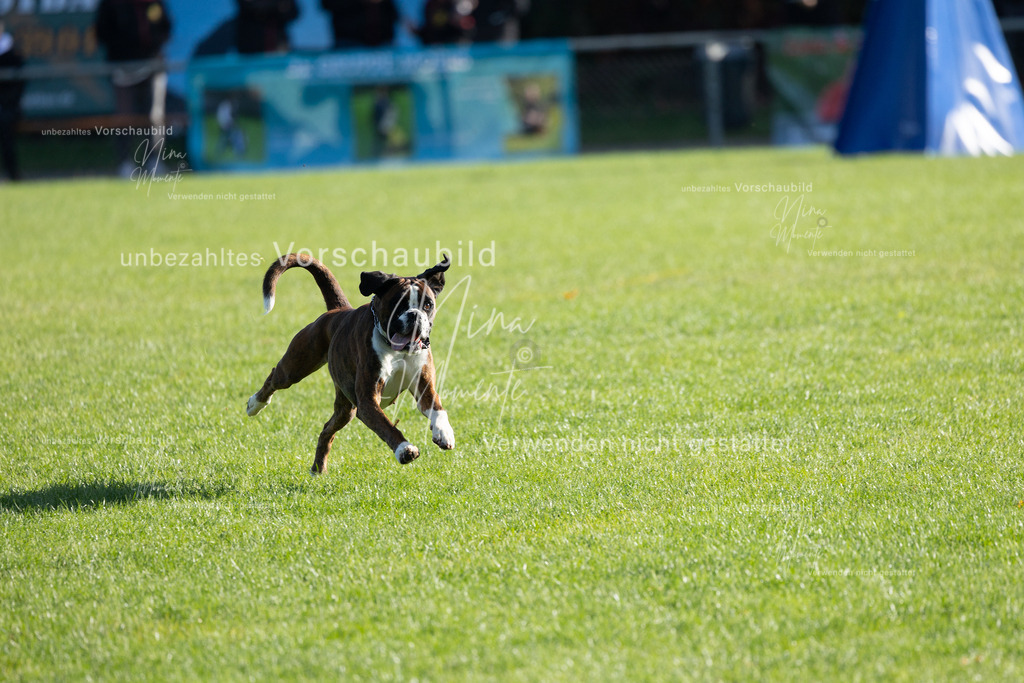 _16A5079 | Einzigartige Fotos von Hunden & Menschen –Actionfotos, Portraits, Vereinsaufnahmen & Paarshootings – authentisch, lebendig & mit Herz.