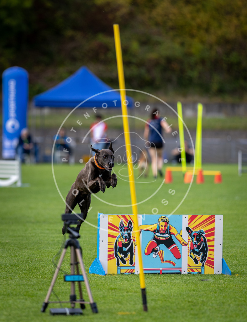 Pfotenfotografie_DV3A3155 | Hundefotografie, Tierfotograf, Pfotenfotografie, Fotoshooting Hund, Hunde Portrait, Hundesport, Hundeportraits, Heideshooting, Hunde, Sportfotograf, Hundefotograf, Turnierhundsport, THS,  - Realisiert mit Pictrs.com