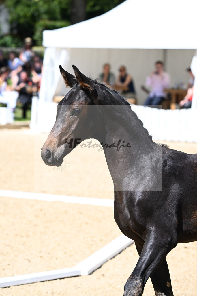 Kat-Nr. 71 HF DSP Va Bene x Antango_Wadenspanner_27230638 | hf-fotografie - Realisiert mit Pictrs.com