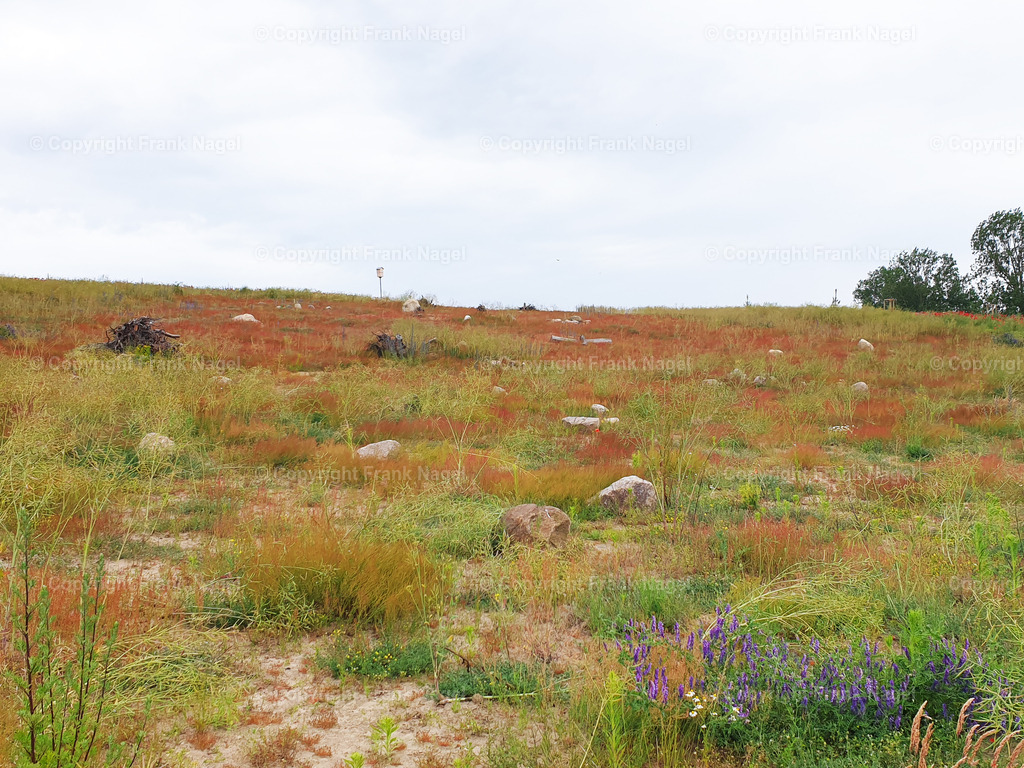 Rohbodenfläche | Rohbodenflächen für selbstständige Besiedlung von neuer Vegetation - Realisiert mit Pictrs.com