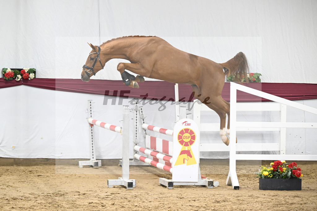 Kat-Nr. 81 Kincsem x Diaron_Matthias Schlamminger_47252773 | hf-fotografie - Realisiert mit Pictrs.com