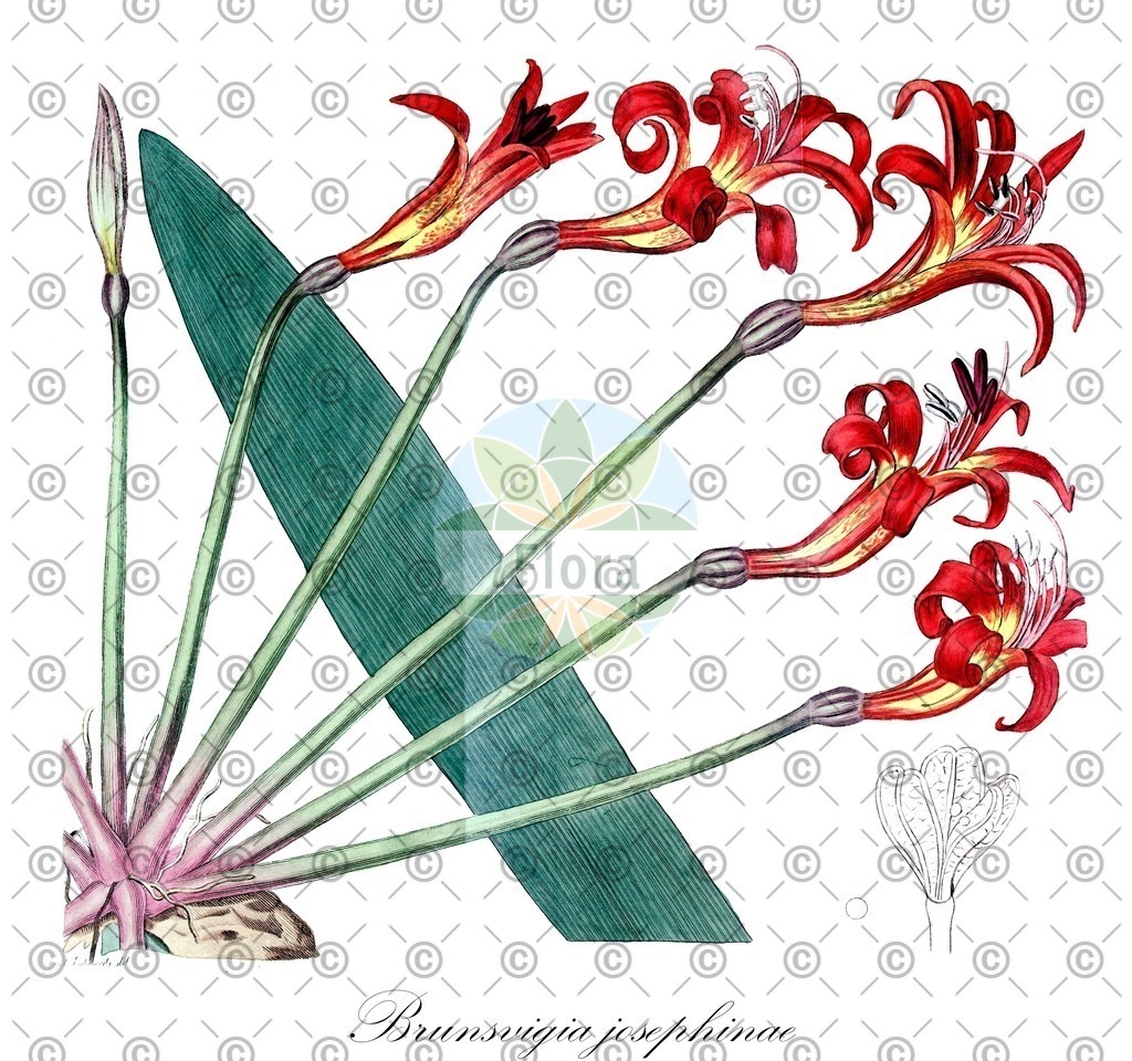 HistAbb_wfo-0000762214_3_ENZY_Simple | Historische Abbildung von Brunsvigia josephinae - Amaryllidaceae | Historical Illustration of Brunsvigia josephinae - Amaryllidaceae