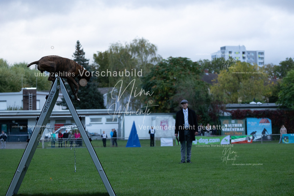 _16A4479 | Einzigartige Fotos von Hunden & Menschen –Actionfotos, Portraits, Vereinsaufnahmen & Paarshootings – authentisch, lebendig & mit Herz.