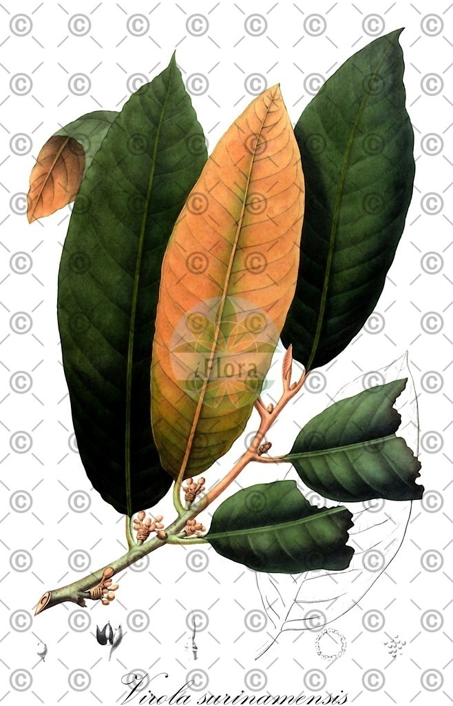 HistAbb_wfo-0000425406_1_ENZY_Simple | Historische Abbildung von Virola surinamensis - Myristicaceae | Historical Illustration of Virola surinamensis - Myristicaceae