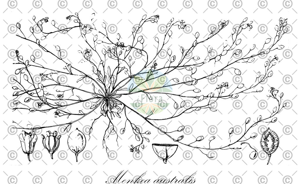 HistAbb_EMP_2633_SRC_Schlechtendal_FLORAD_SIMPLE | Historische Abbildung von Menkea australis - Brassicaceae | Historical Illustration of Menkea australis - Brassicaceae