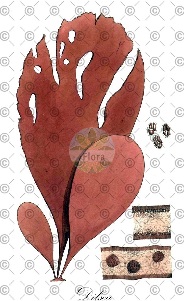 HistAbb_45J4_3_ENZY_Simple | Historische Abbildung von Dilsea - Dumontiaceae (0) | Historical Illustration of Dilsea - Dumontiaceae (0)