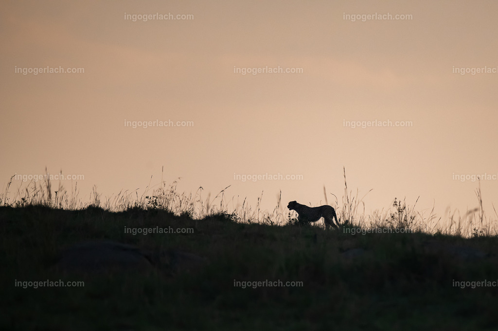 Jagender Gepard | Einer der  fünf Gepardenbrüder oder auch Gepardenkoalition genannt fotogen auf einem Hügel bei Sonnenuntergang
