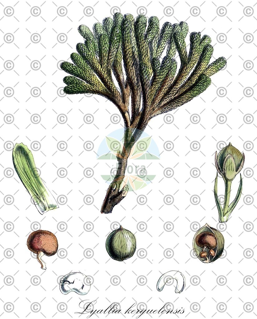 HistAbb_62Y54_1_ENZY_Simple | Historische Abbildung von Lyallia kerguelensis - Montiaceae | Historical Illustration of Lyallia kerguelensis - Montiaceae