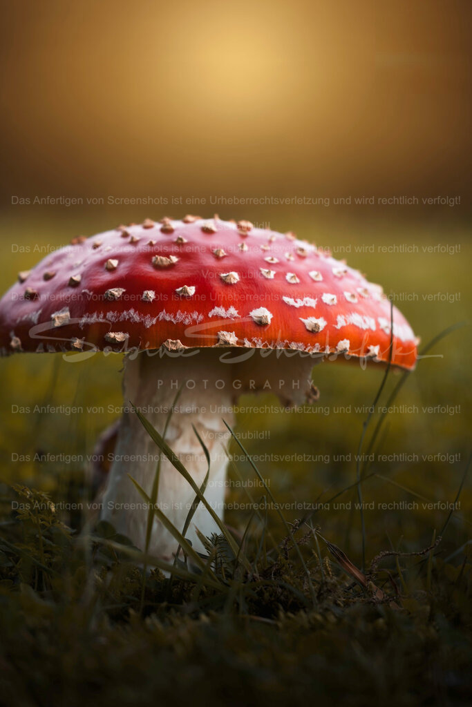 Fliegenpilz | Exklusive Naturfotografie für stilvolle Wanddekoration ★ Premium Wandbilder Made in Germany ✔️ FineArt Drucke & Downloads ✔️ Brillante Farben, höchste Qualität & weltweiter Versand ✔️ - Realisiert mit Pictrs.com