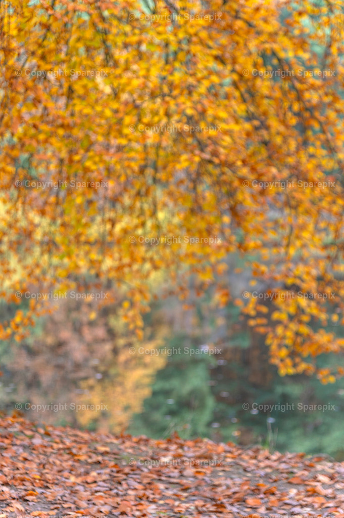 CRO_Autumn_Trees37_Bokeh | sparepix - Realisiert mit Pictrs.com