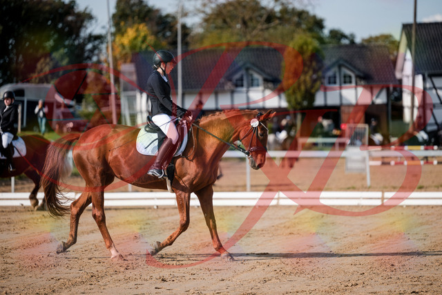2026_10_03_Siefer-Hof_114127_Z63_22334489 | Professionelle Reitsport-, Turnier- und Eventfotografie von Robert Broda. Galerien mit ausgewählten und bearbeiteten Bildern direkt online ansehen und bestellen.