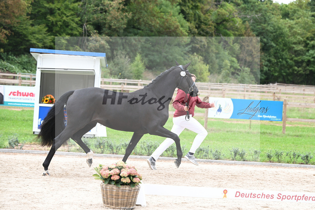 Kat-Nr. 16 Pacifica GE_Societe Hippique et dElevage S.A._49221226 | hf-fotografie - Realizzato con Pictrs.com