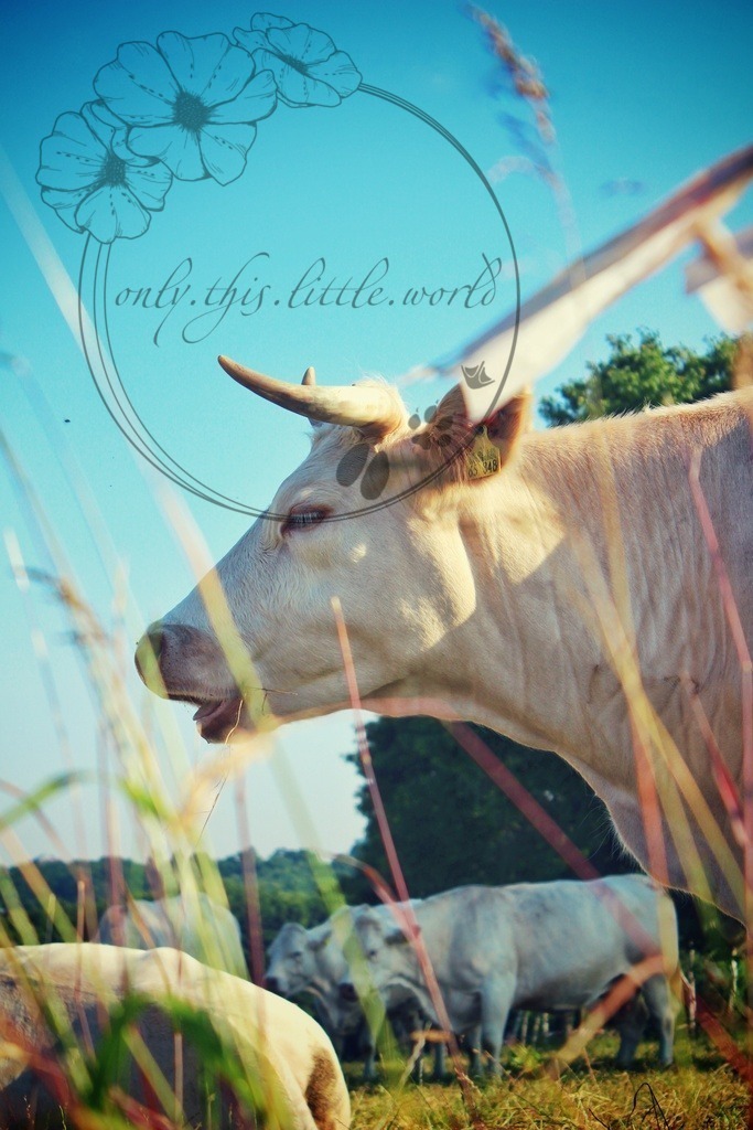 Charolais Kuh 001 | only.this.little.world - Realisiert mit Pictrs.com