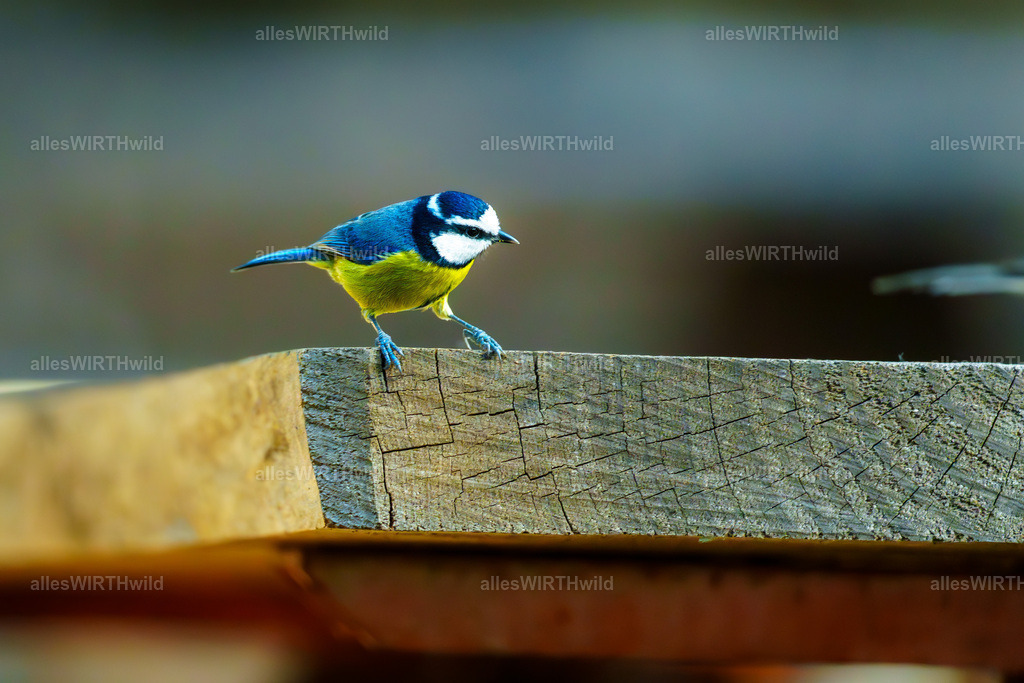 allesWIRTHgut Tierfotografie - allesWIRTHgut.de - 7IV02636 | Entdecke die faszinierende Welt der Natur- und Wildlife-Fotografie von Daniel und Bärbel. Inspirierende Bilder von wilden Tieren und kleinen Naturwundern.