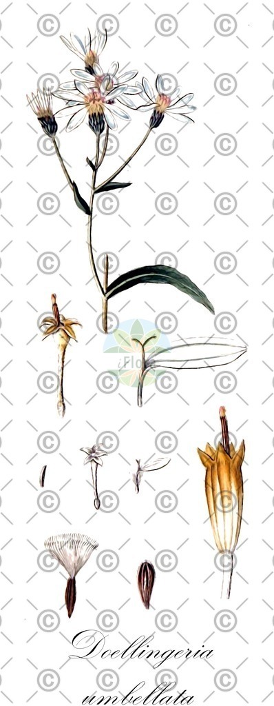HistAbb_wfo-0000782438_2_ENZY_Simple | Historische Abbildung von Doellingeria umbellata - Asteraceae | Historical Illustration of Doellingeria umbellata - Asteraceae (aster à ombelle;parasol whitetop)