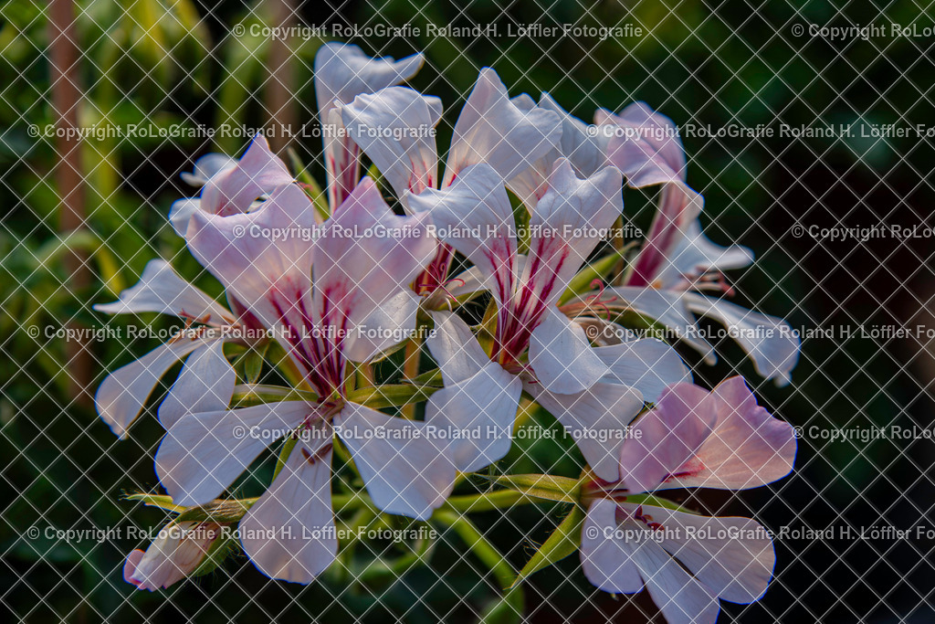Duft-Pelargonie_Pelargonium graveolens L_H_r._Familie-Geraniaceae (2) | Duft-Pelargonie_Pelargonium graveolens L_H_r._Familie-Geraniaceae - Realisiert mit Pictrs.com