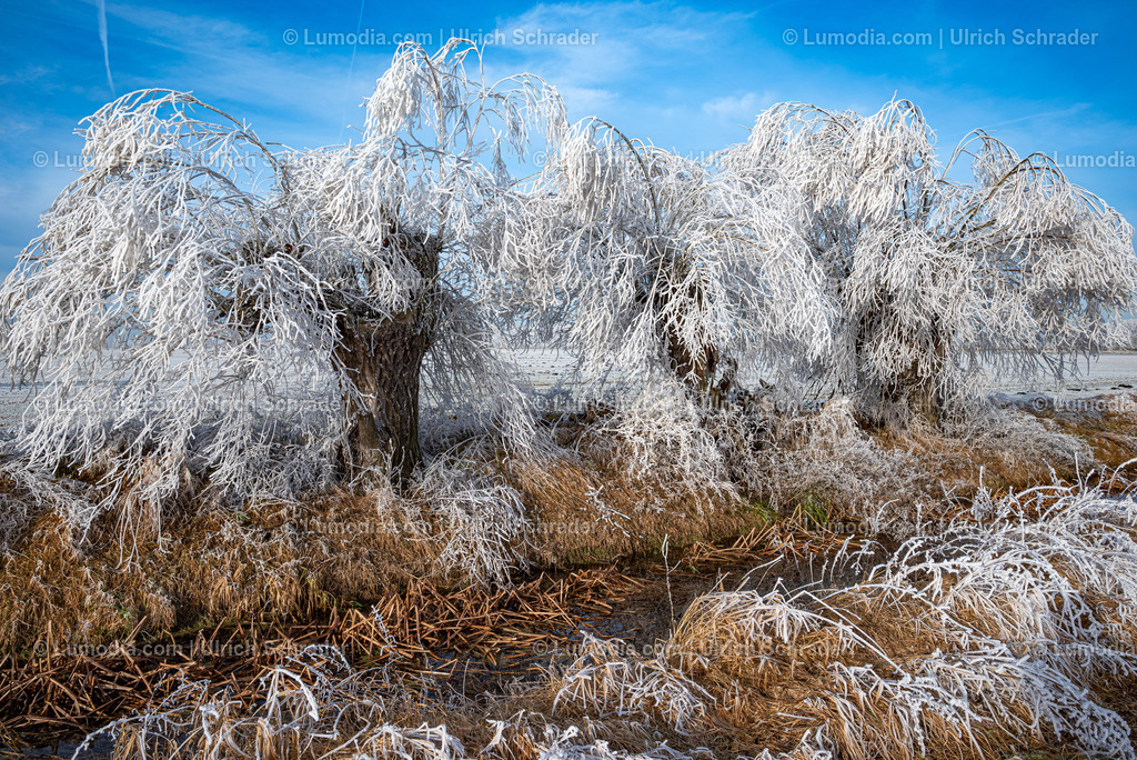 10049-13474 - Winterzauber im Großen Bruch | Stockfoto und Bilderpool mit Bildmaterial aus Deutschland, dem Harz, Halberstadt, Quedlinburg, Wernigerode und weltweit. Qualitativ hochwertige und professionelle Fotos anschauen und kaufen. - Realisiert mit Pictrs.com
