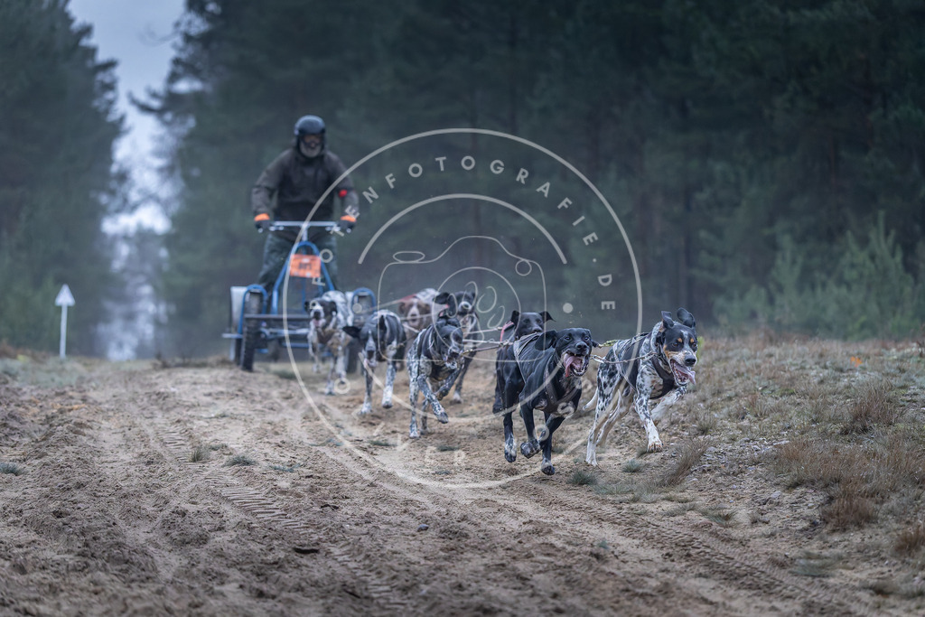 Pfotenfotografie_DV3A0118 | Hundefotografie, Tierfotograf, Pfotenfotografie, Fotoshooting Hund, Hunde Portrait, Hundesport, Hundeportraits, Heideshooting, Hunde, Sportfotograf, Hundefotograf, Turnierhundsport, THS,  - Realisiert mit Pictrs.com