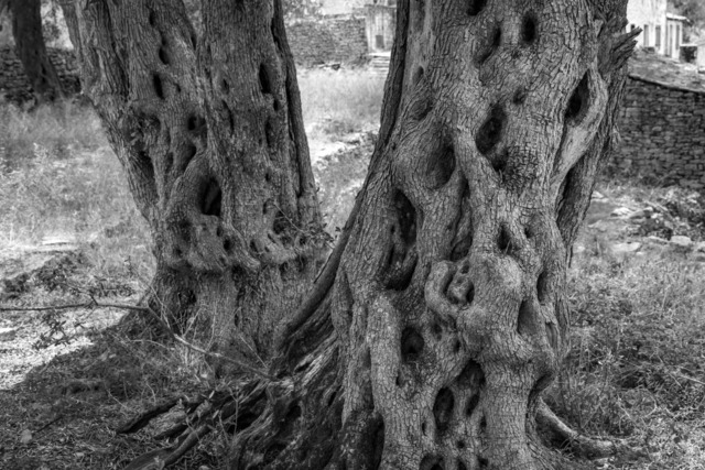Olive Baum / Olea europaea, Olivia / Olive tree | Kreative Fotografie von Fotoloft-MaciejRusinek aus Frankfurt am Main. Große Motivauswahl in individuell ausgewählten Formaten auf unterschiedlichen Materialien. Bestellen bequem online.
Preise sind variable, je nach Material und Größe. 
 - Realisiert mit Pictrs.com