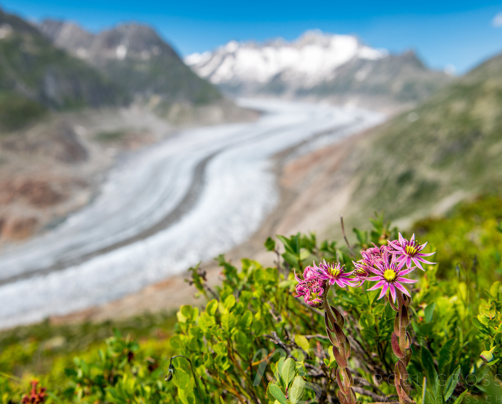 view over the mighty Aletsch Glacier in Switzerland with red wildflowers | Die ideale Geschenkidee für Naturliebhaber. Naturbilder von Marcel Gross Photography für ihr Zuhause in den verschiedensten Formaten und Materialien. - Realisiert mit Pictrs.com